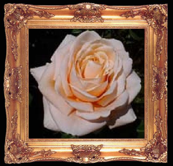 framed  unknow artist Realistic Pink Orange Rose, Ta009